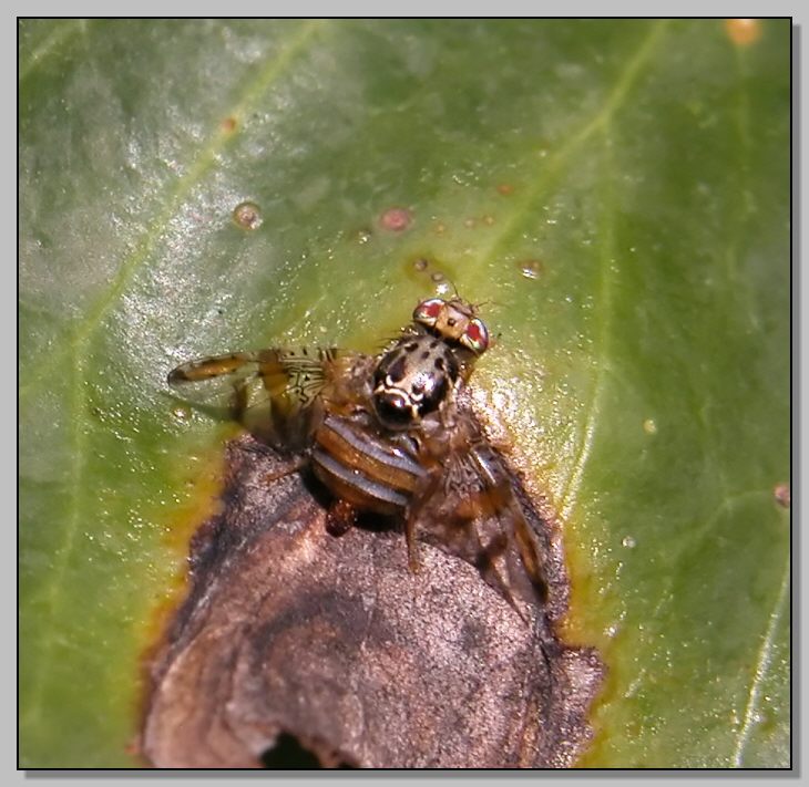 Dittero simpaticissimo (Tephritidae, Ceratitis capitata)